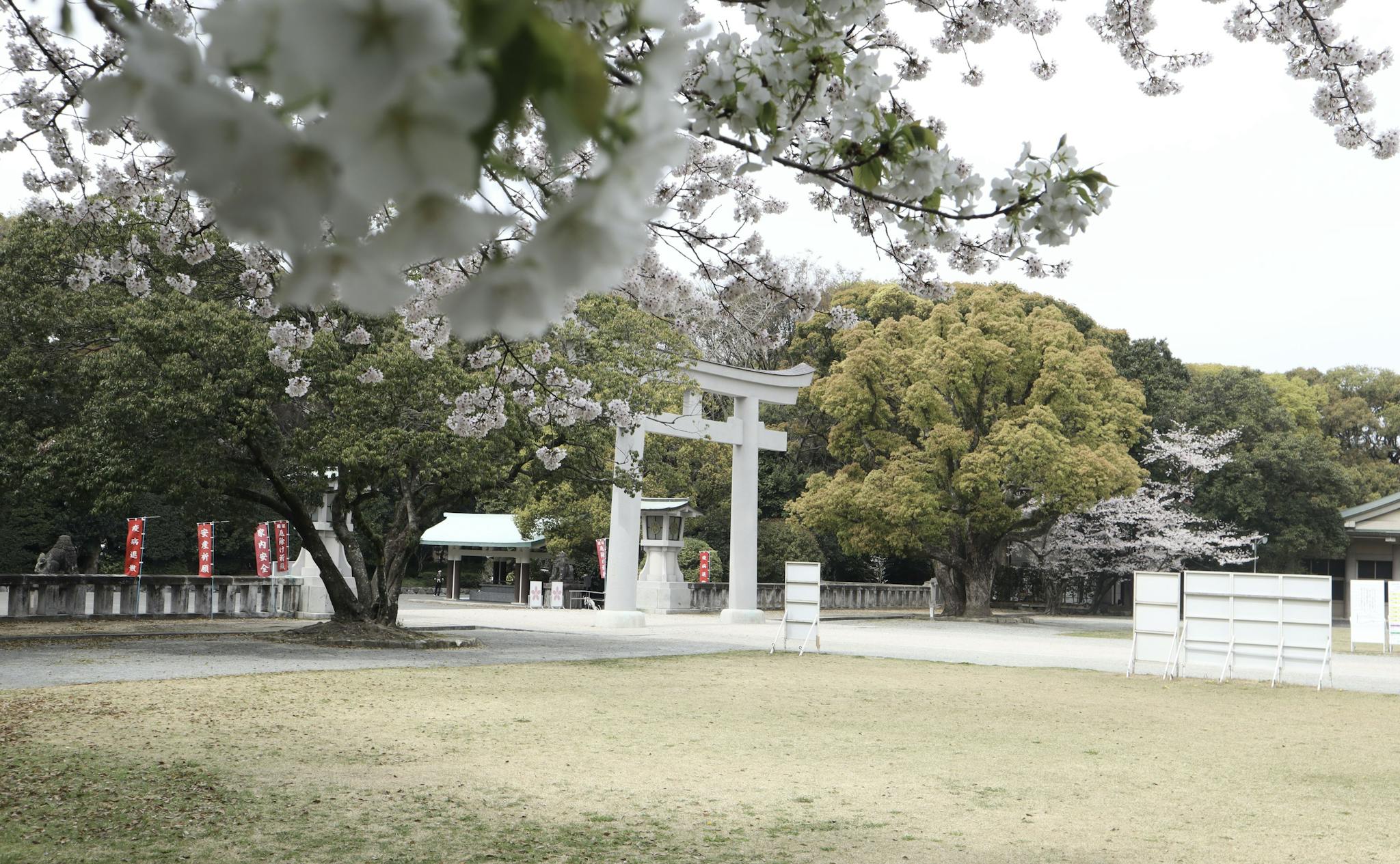 Fukuoka Sakura